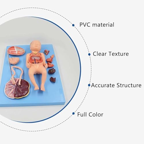 Neonatal visceral Anatomy Birth Baby Umbilical Cord Placenta Model fetal Blood Circulation Neonatal Abdominal Placenta Umbilical Cord Viscera 13 Parts