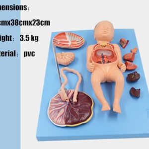 Neonatal visceral Anatomy Birth Baby Umbilical Cord Placenta Model fetal Blood Circulation Neonatal Abdominal Placenta Umbilical Cord Viscera 13 Parts