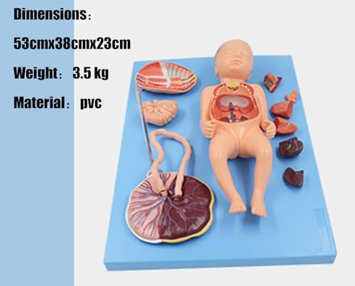 Neonatal visceral Anatomy Birth Baby Umbilical Cord Placenta Model fetal Blood Circulation Neonatal Abdominal Placenta Umbilical Cord Viscera 13 Parts