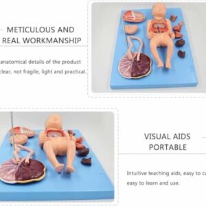 Neonatal visceral Anatomy Birth Baby Umbilical Cord Placenta Model fetal Blood Circulation Neonatal Abdominal Placenta Umbilical Cord Viscera 13 Parts