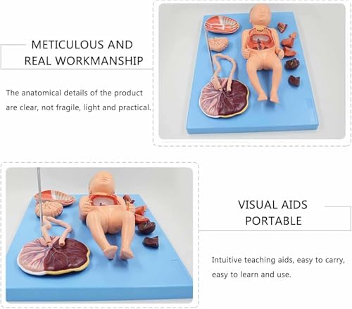 Neonatal visceral Anatomy Birth Baby Umbilical Cord Placenta Model fetal Blood Circulation Neonatal Abdominal Placenta Umbilical Cord Viscera 13 Parts