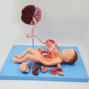 Neonatal visceral Anatomy Birth Baby Umbilical Cord Placenta Model fetal Blood Circulation Neonatal Abdominal Placenta Umbilical Cord Viscera 13 Parts