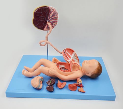 Neonatal visceral Anatomy Birth Baby Umbilical Cord Placenta Model fetal Blood Circulation Neonatal Abdominal Placenta Umbilical Cord Viscera 13 Parts