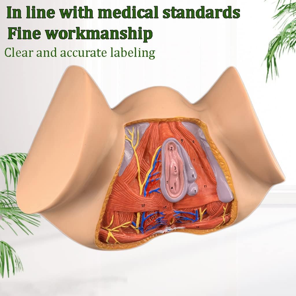 3D Human Uterus Model Uterus Vulva Combination Model Human Uterus Model, Model Model of Female Reproductive System for Human Anatomy and Physiology Education