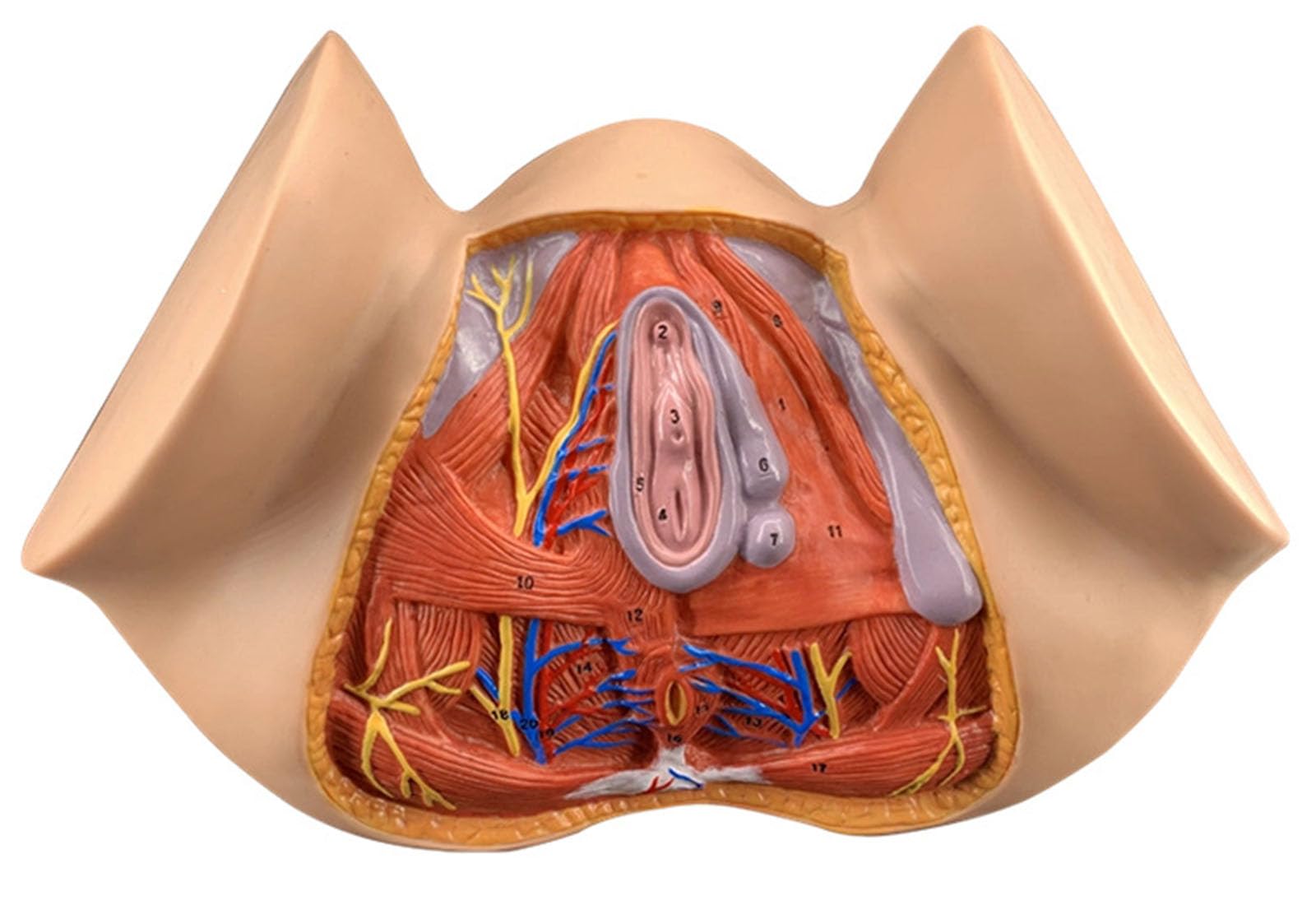 3D Human Uterus Model Uterus Vulva Combination Model Human Uterus Model, Model Model of Female Reproductive System for Human Anatomy and Physiology Education