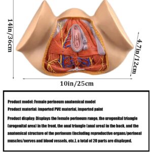 3D Human Uterus Model Uterus Vulva Combination Model Human Uterus Model, Model Model of Female Reproductive System for Human Anatomy and Physiology Education