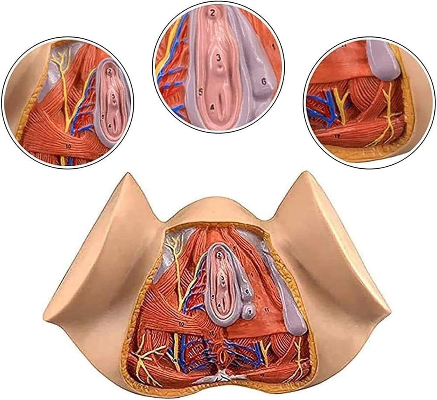 3D Human Uterus Model Uterus Vulva Combination Model Human Uterus Model, Model Model of Female Reproductive System for Human Anatomy and Physiology Education