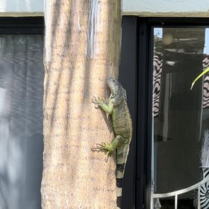 IggyWrap Iguana Tree Wrap for Iguana Prevention 57"