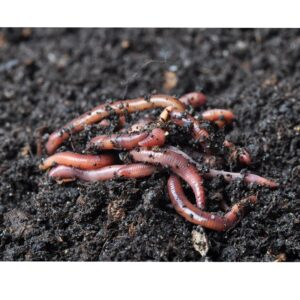 Environet Super European Nightcrawlers Premium Quality Live Worms for Fishing, Composting and Gardening, 50 Count