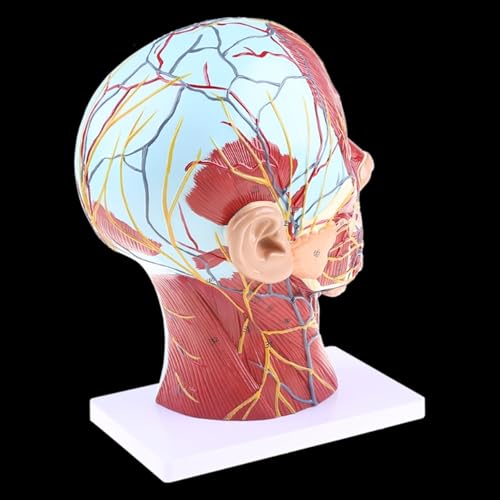 Human Anatomical Half Head Face Anatomy Medical Brain Neck Median Section