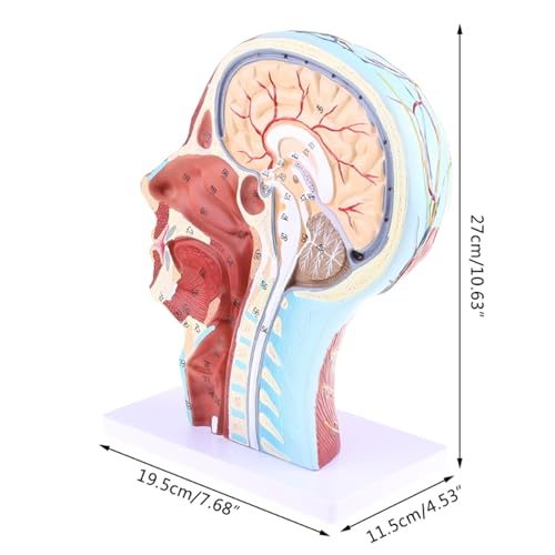 Human Anatomical Half Head Face Anatomy Medical Brain Neck Median Section