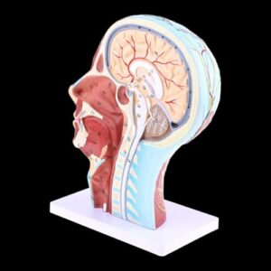 Human Anatomical Half Head Face Anatomy Medical Brain Neck Median Section