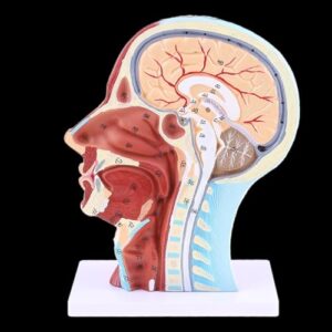 Human Anatomical Half Head Face Anatomy Medical Brain Neck Median Section