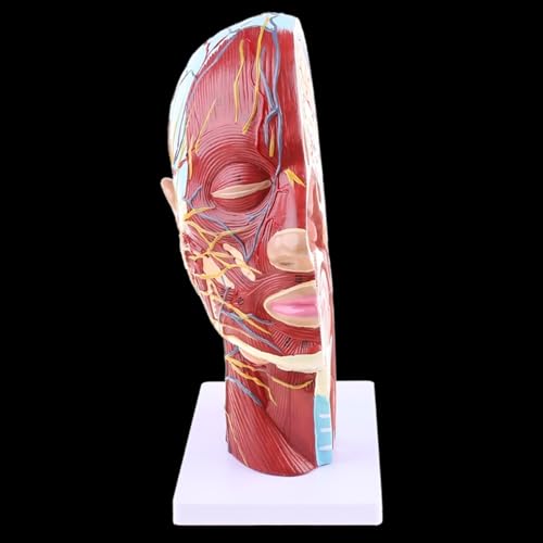 Human Anatomical Half Head Face Anatomy Medical Brain Neck Median Section