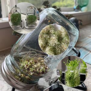 4 Pack Sprouting Lids, Mason Jar Sprouting Lids 20 Mesh 304 Stainless Steel Regular Mouth Jar Screen Sprouting Kit Lids for Growing Bean, Broccoli, Alfalfa, Salad Sprouts and More