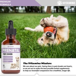 Dog Prenatal Vitamins | Prenatal Vitamins for Dogs | Includes Vitamin B Complex & Vitamin C | Dog Essentials | Whelping Supplies | Prenatal Dog Vitamins | Prenatal for Dogs | 1 Pack: 30 Servings