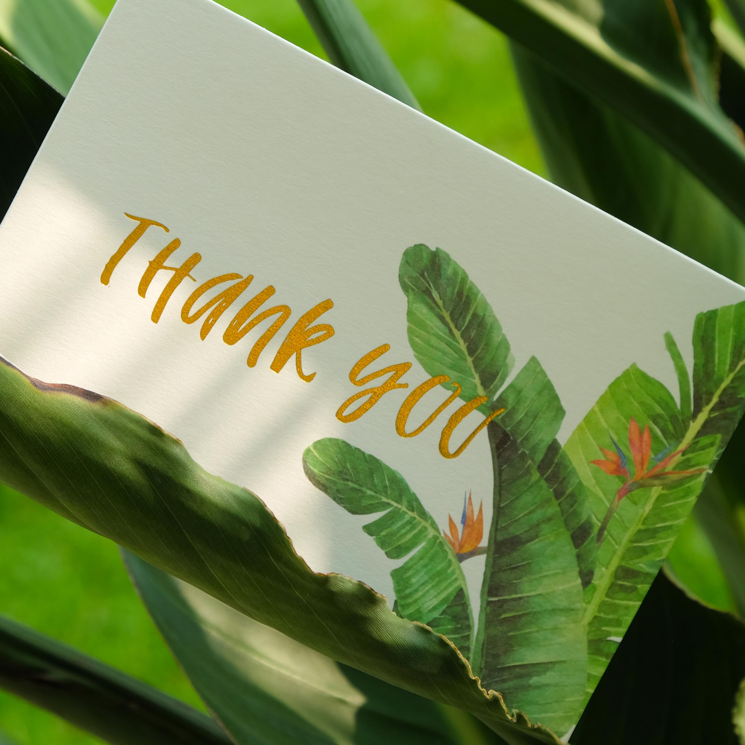 Crisky 4x6 Greenery 4 Assorted Thank You Cards with Envelopes (50 Pack) & Stickers Greeting Cards Bulk, tropical plants for Birthday, Baby Shower,Bridal Shower, Wedding, Graduation