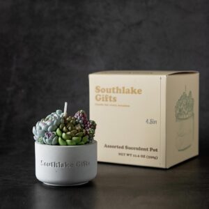 Assorted Succulent Pot Scented Candle for Spa Home Decoration Wedding Gift