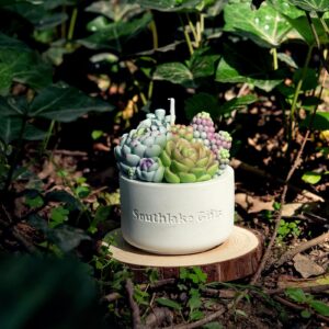 Assorted Succulent Pot Scented Candle for Spa Home Decoration Wedding Gift