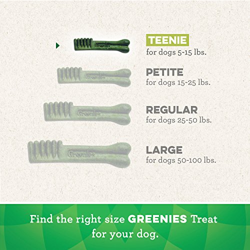 Greenies Gingerbread Flavor Teenie Size, Veterinarian-Recommended for Dental Care, Dog Treat Chews, Great Holiday Dog Stocking Stuffers, Limited Edition, 12 oz. Pack of 43