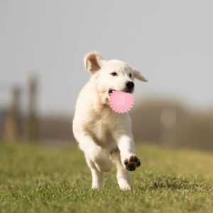 leasote Dog Chew Toys, Paw Print Ball Dog Chewing Ball Toy, Interactive Dog Teeth Molar Toy for Small Medium Large Puppy Dogs Pink M