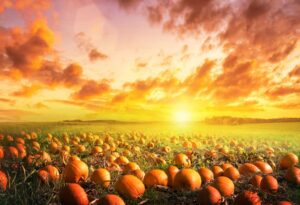 avezano fall pumpkin patch backdrop sunlight pumpkin pasture background harvest autumn thanksgiving baby shower bday party portrait studio photobooth props 7x5 ft, 83x59 inch