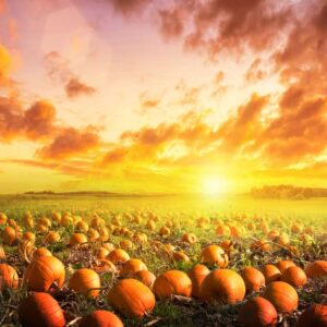 Avezano Fall Pumpkin Patch Backdrop Sunlight Pumpkin Pasture Background Harvest Autumn Thanksgiving Baby Shower Bday Party Portrait Studio Photobooth Props 7x5 ft, 83x59 inch