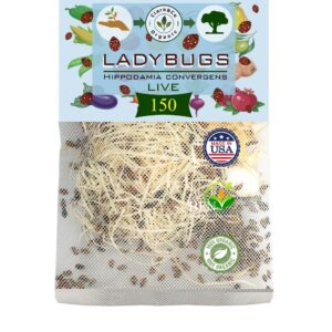 Clark&Co Organic 150x1 Live Ladybugs - Good Bugs for Garden - Pre-Fed Hippodamia Convergens - Guaranteed Live Delivery!…