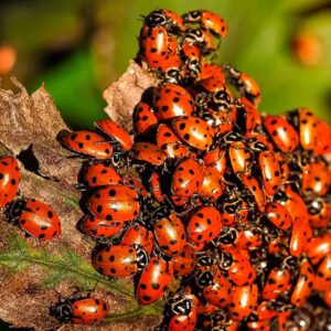 Clark&Co Organic 150x1 Live Ladybugs - Good Bugs for Garden - Pre-Fed Hippodamia Convergens - Guaranteed Live Delivery!…