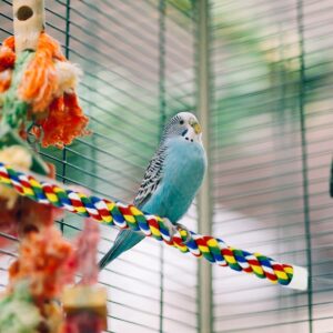 Bird Rope Perch Parrot Toys Birds Bungee Rope Perch Climbing Swing Perches for Parrot Cockatiels Toy Bird Cage Stand Accessories Colorful Parakeet Rope Perch Small Spiral Rope Perch (23.6 Inches)