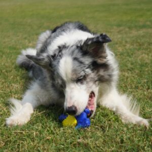 DOEL Dog Chew Toys for Aggressive Chewers, Chewing to Clean Teeth, Indestructible Nylon Toy, Beefy Flavor, Dinosaurs Modeling, Blue and Yellow