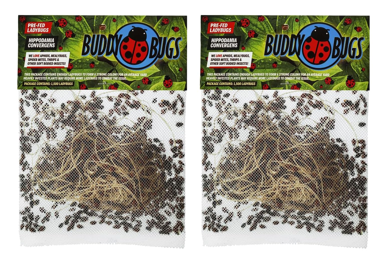 Buddy Bugs 3000 Pre-Fed Live Ladybugs for Aphid Control | Hippodamia Convergens | Guaranteed Live Delivery