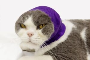 cat no flap ear wrap ddfs wrap snood pet noise cancelling headphones for dogs ear wrap for cats small purple s