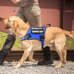 MOOGROU Service Dog Vest Harness and Leash Set+10 Patches,No Pull&Easy Walk Reflective Dog Harness with Soft Padded Handle for Training/Everyday,Fit Small/Medium/Large/Extra-Large Dogs (Blue M)