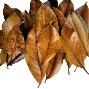 Magnolia Leaf Litter, 30-35 Premium Whole Natural Organic Hand Picked Leaves for Bioactive Enclosures, Reptiles, Amphibians