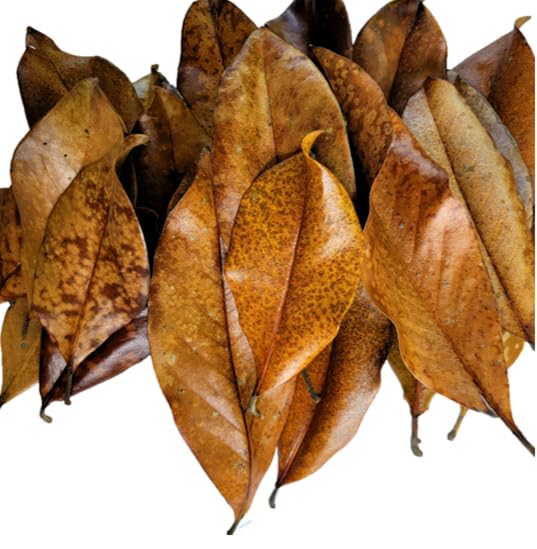 Magnolia Leaf Litter, 30-35 Premium Whole Natural Organic Hand Picked Leaves for Bioactive Enclosures, Reptiles, Amphibians