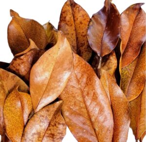 magnolia leaf litter, 30-35 premium whole natural organic hand picked leaves for bioactive enclosures, reptiles, amphibians