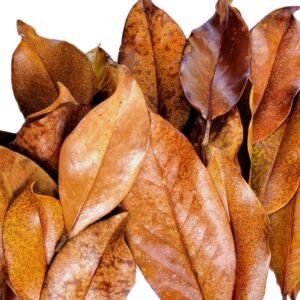 Magnolia Leaf Litter, 30-35 Premium Whole Natural Organic Hand Picked Leaves for Bioactive Enclosures, Reptiles, Amphibians