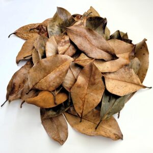 Magnolia Leaf Litter, 30-35 Premium Whole Natural Organic Hand Picked Leaves for Bioactive Enclosures, Reptiles, Amphibians