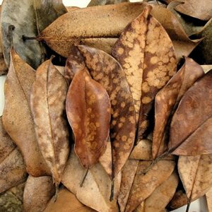 Magnolia Leaf Litter, 30-35 Premium Whole Natural Organic Hand Picked Leaves for Bioactive Enclosures, Reptiles, Amphibians