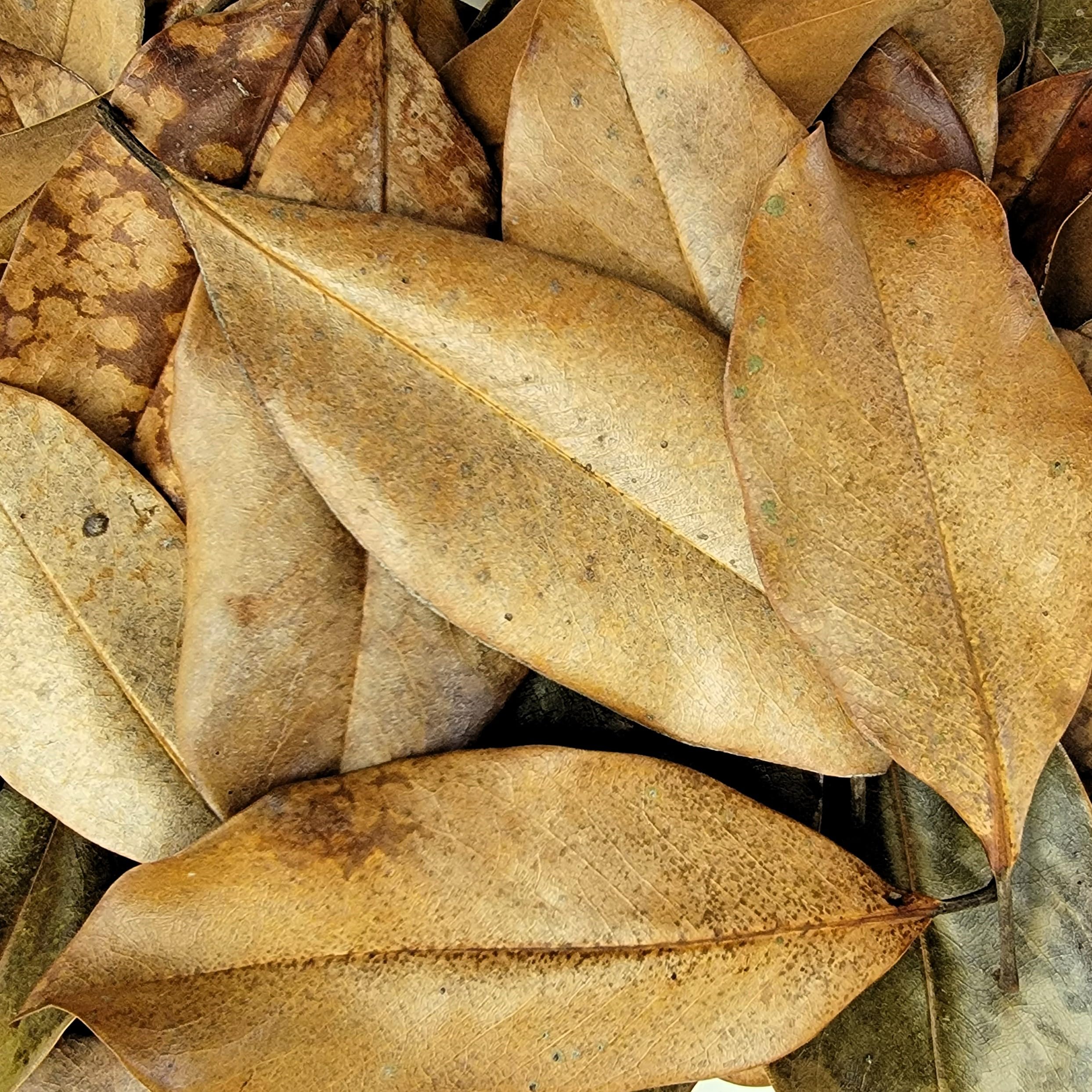 Magnolia Leaf Litter, 30-35 Premium Whole Natural Organic Hand Picked Leaves for Bioactive Enclosures, Reptiles, Amphibians