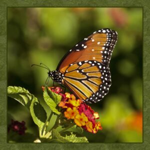 Single Monarch Butterly Quilt Panel - BRM-003, Panel Size is 17” X 17”, Quality Quilting Cotton, Digitally Printed