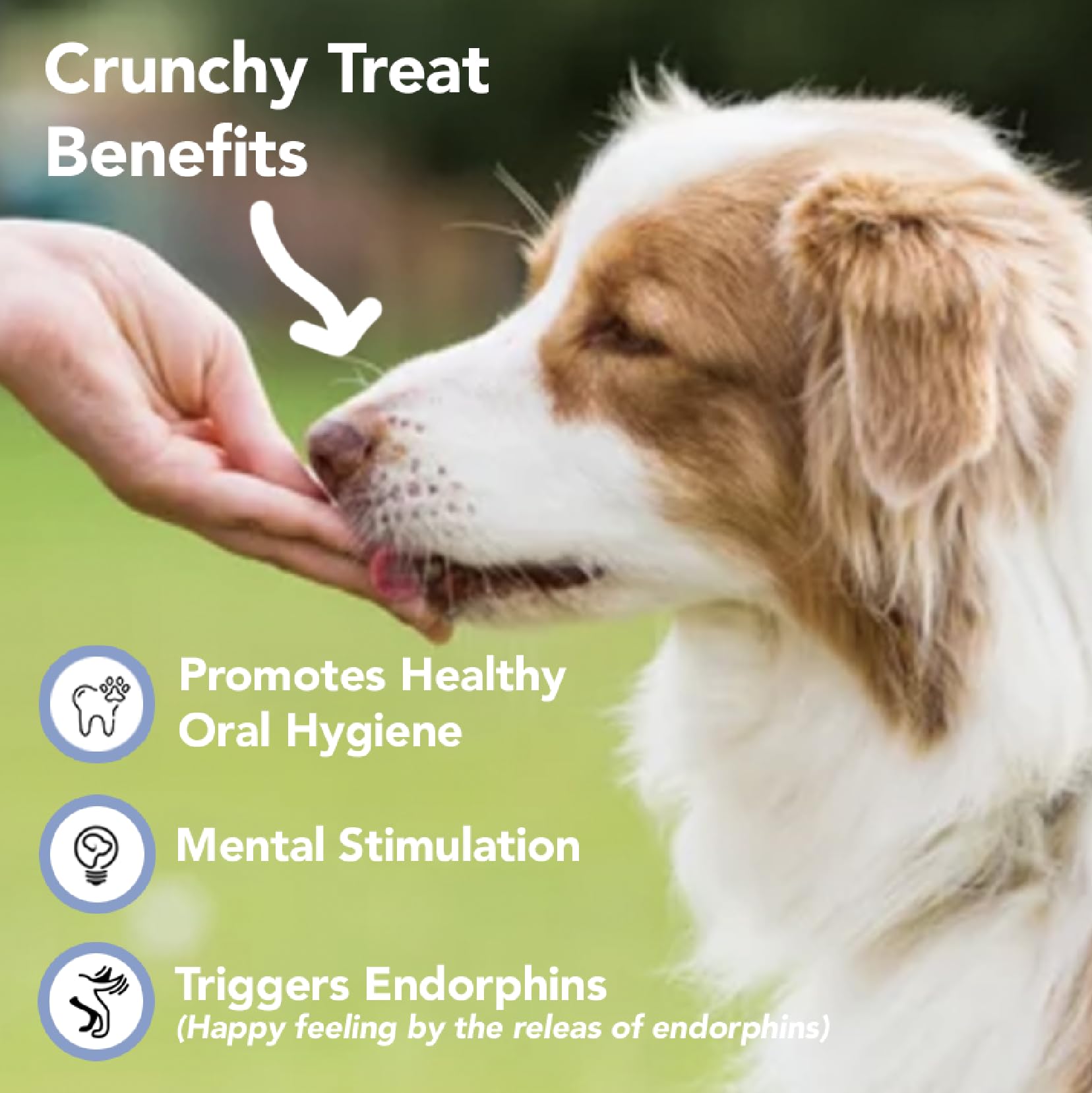 Marcy's Pet Kitchen- All Natural, Crunchy, Pumpkin Biscuit Dog Treats - Homemade - Crunchy Approved- Vegan, Gluten Free, Human Grade Ingredients, Made in The USA, Healthy Pumpkin Dog Treats