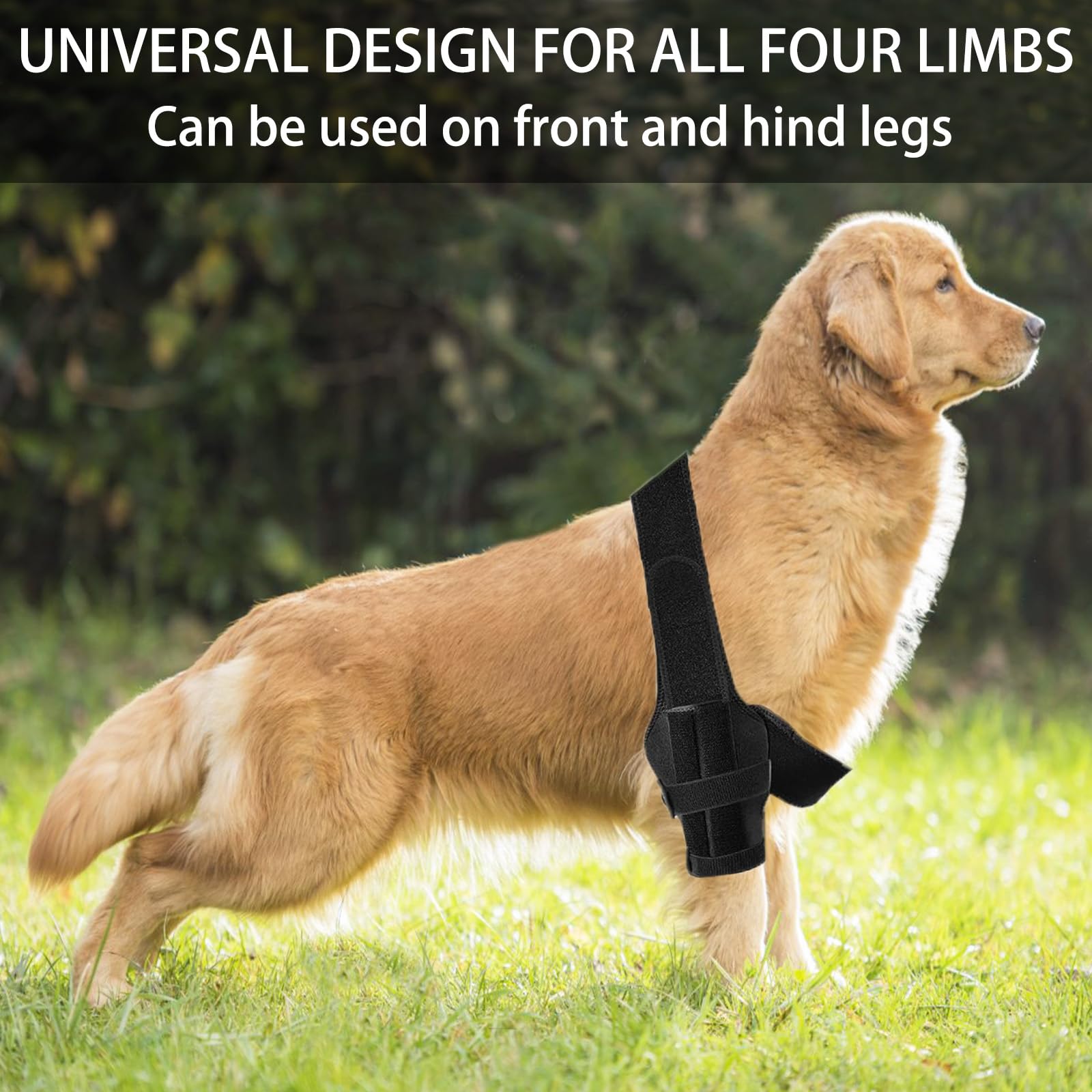 Dog Knee Brace for Torn ACL Hind Leg-Upgraded Dog Leg Brace for Cruciate Ligament Injury,Adjustable Support for Joint Pain,Muscle Soreness,Knee Cap Dislocation (Medium)