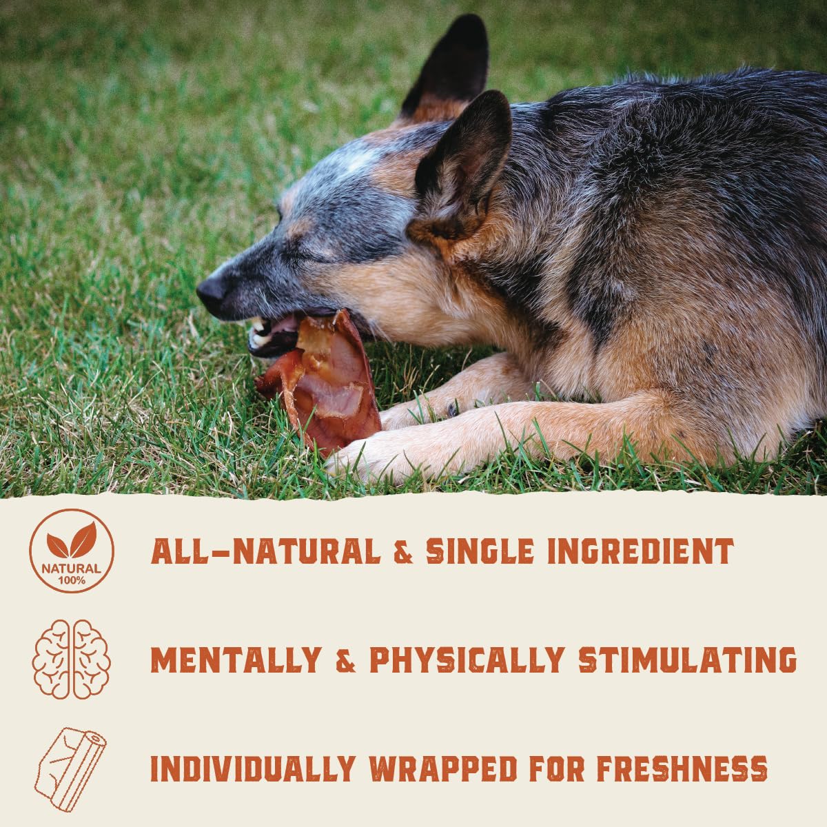 Hank & Roy All-Natural, Single-Ingredient Pig Ears for Dogs, Long Lasting, Easily Digestible Whole Pig Ear Dog Treats, Antibiotic and Hormone Free, Individually Wrapped for Odor Control and Freshness