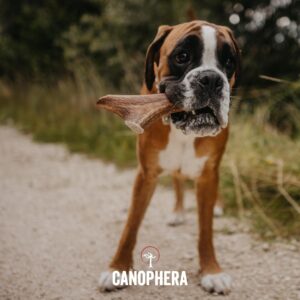 Canophera Dog CHEW Made of RED Deer Antlers Small