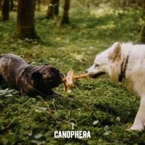 Canophera Dog CHEW Made of Coffee Wood and Coconut Rope - for All Breeds (Large)