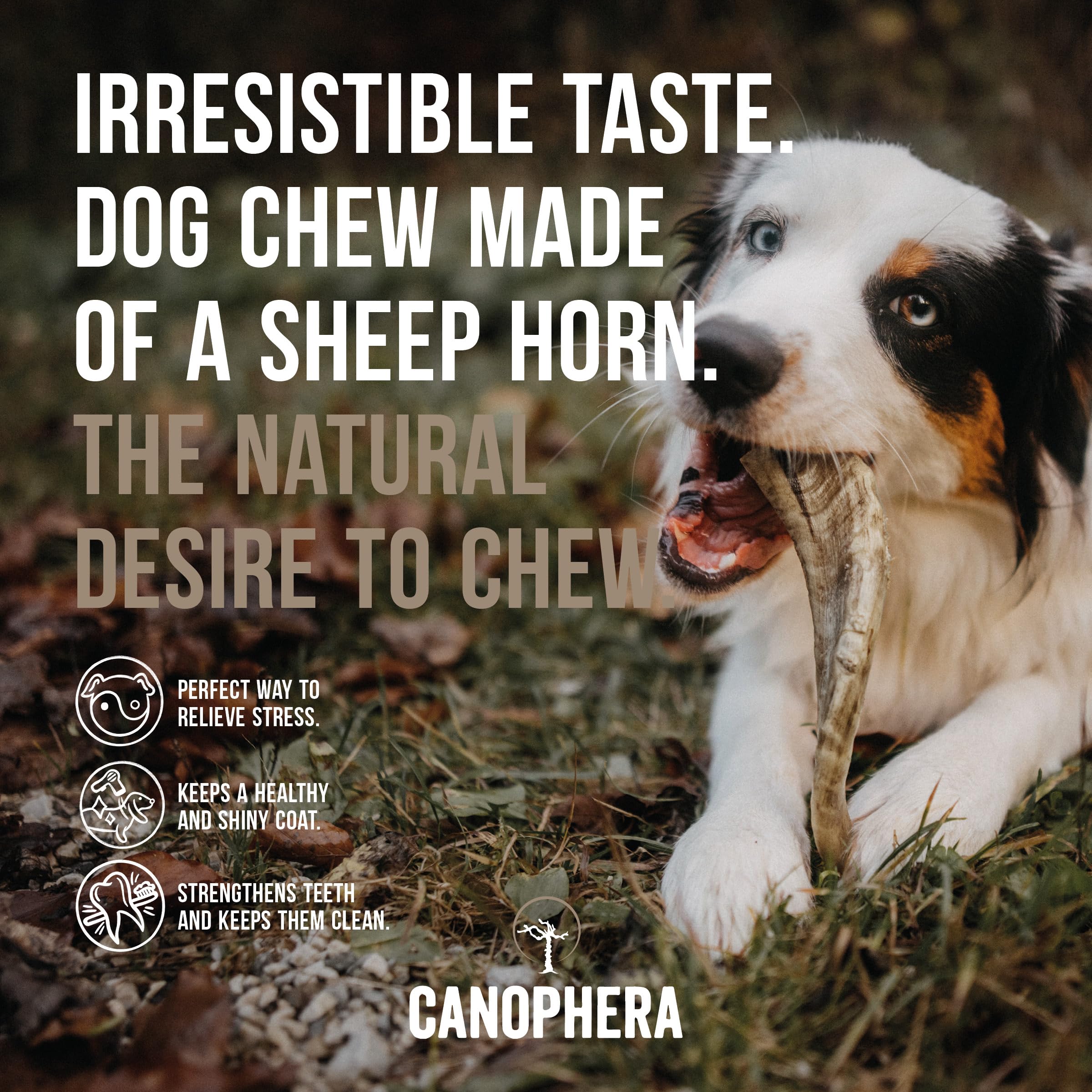 Canophera Premium Xtra Small Dog Chew: 100% Natural Sheep Horn for Dental Health & Durability. Odor-Free (Large)