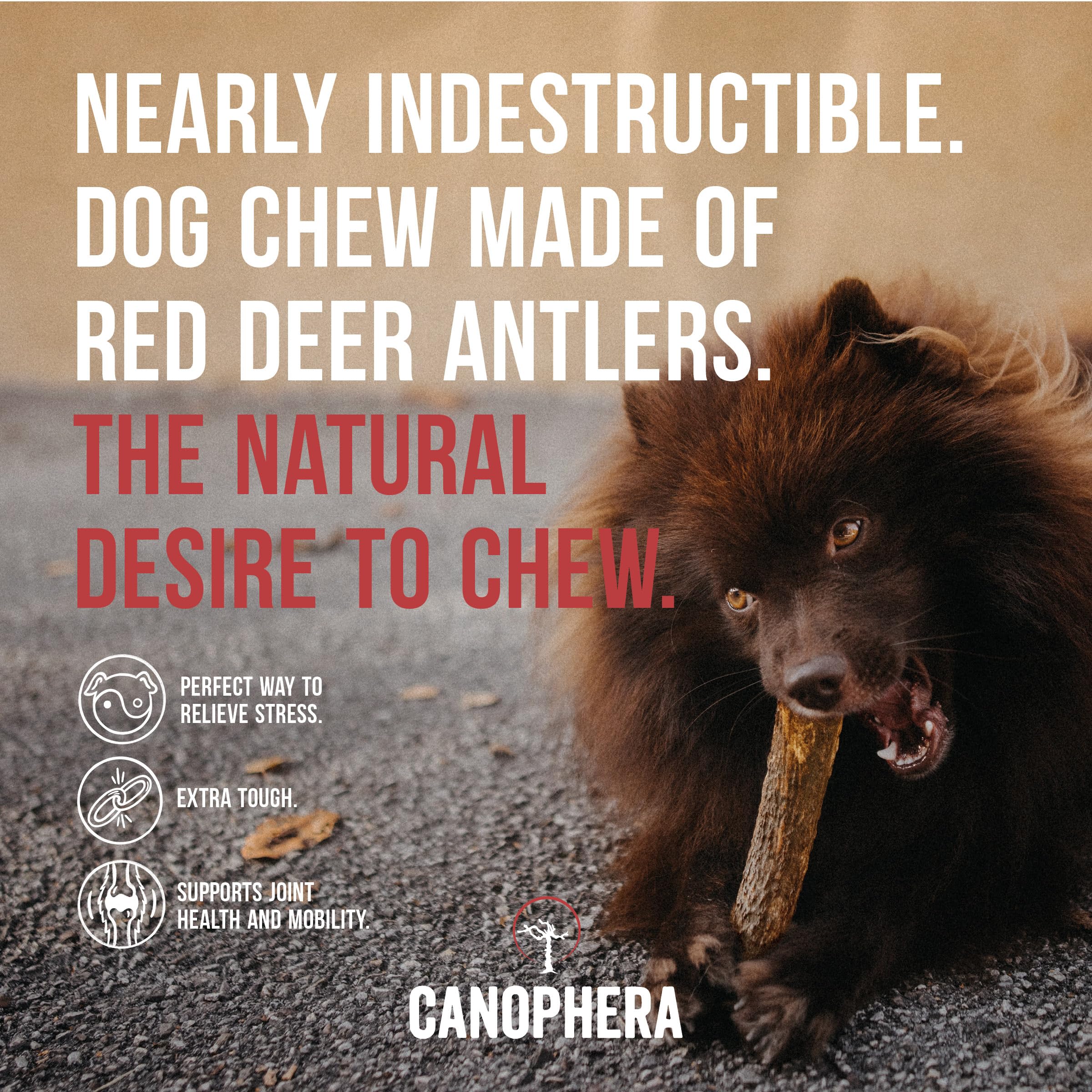 Canophera Dog CHEW Made of RED Deer Antlers Small