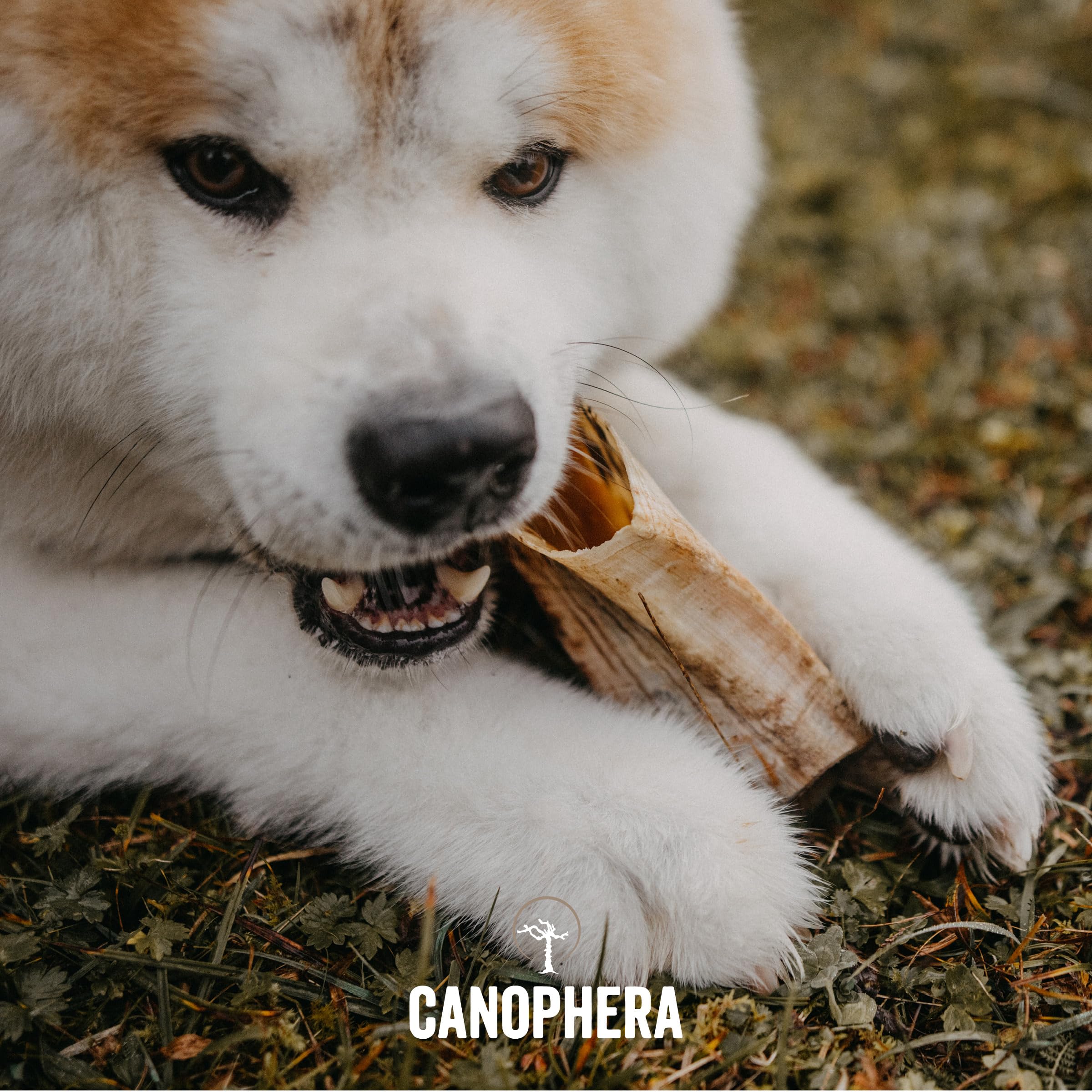 Canophera Premium Xtra Small Dog Chew: 100% Natural Sheep Horn for Dental Health & Durability. Odor-Free (Large)